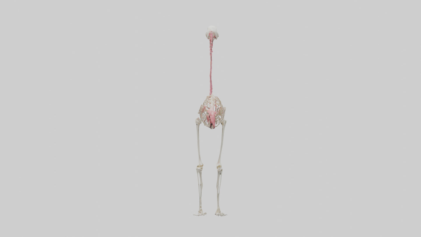 3D model Flamingo Skeleton model VR / AR / low-poly
