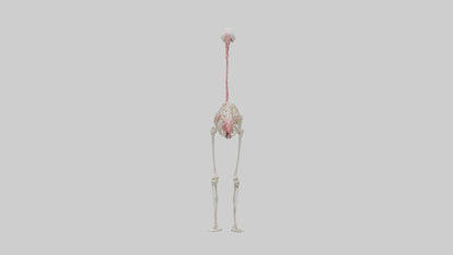 3D model Flamingo Skeleton model VR / AR / low-poly