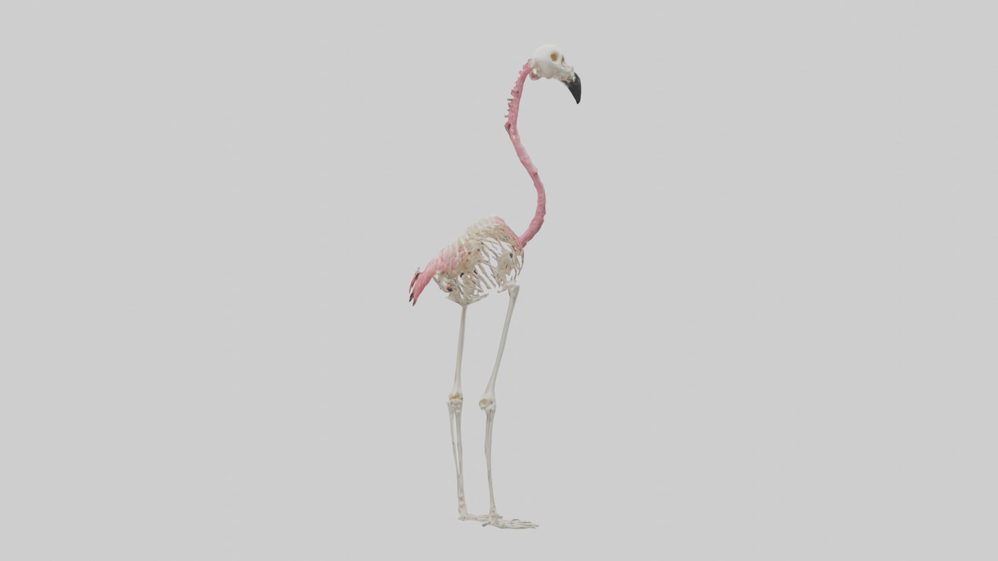 3D model Flamingo Skeleton model VR / AR / low-poly