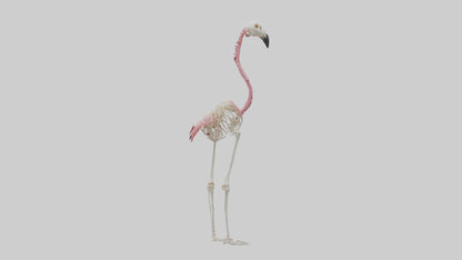 3D model Flamingo Skeleton model VR / AR / low-poly
