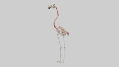 3D model Flamingo Skeleton model VR / AR / low-poly
