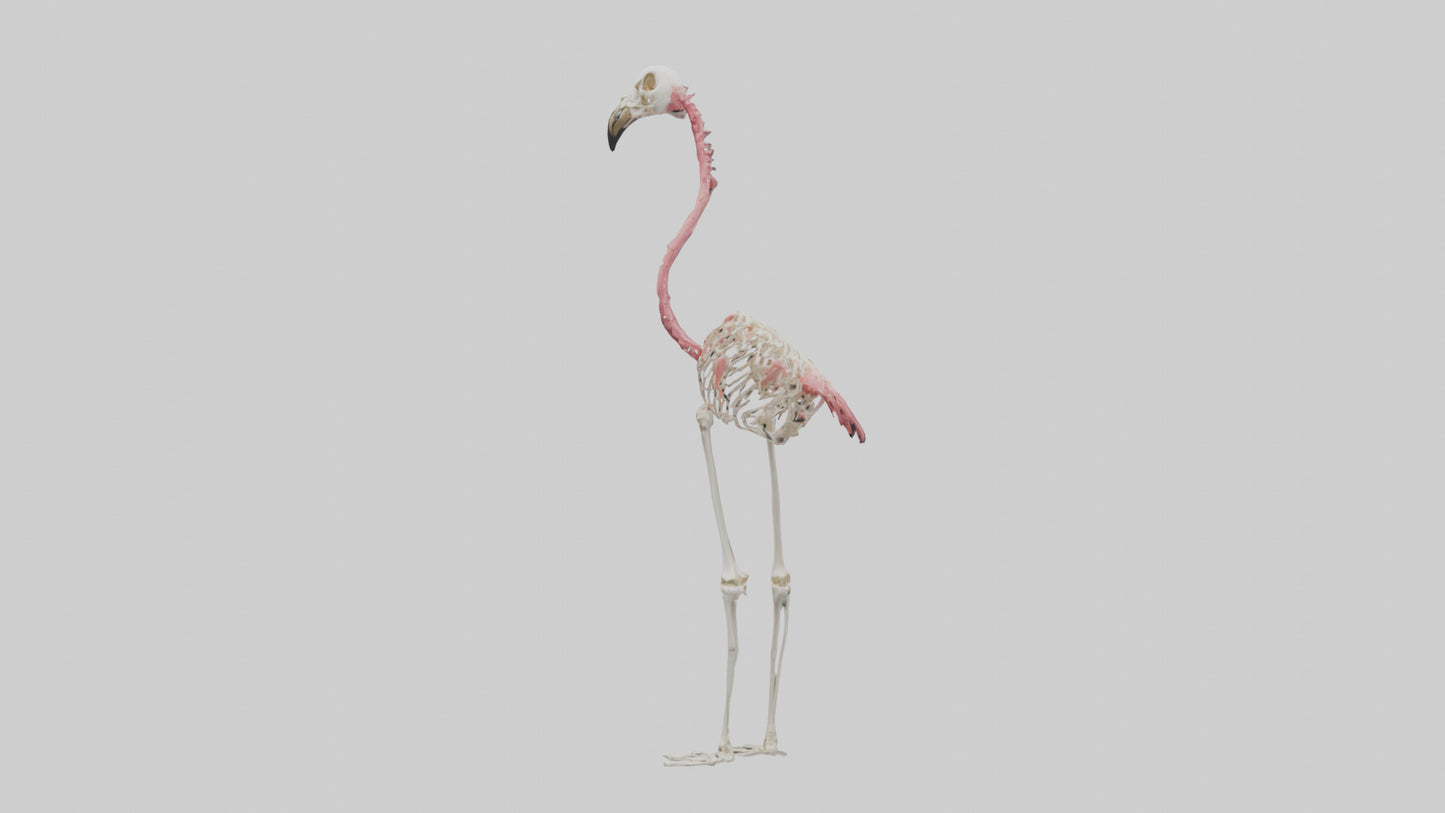 3D model Flamingo Skeleton model VR / AR / low-poly