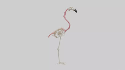 3D model Flamingo Skeleton model VR / AR / low-poly