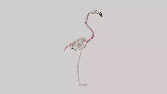 3D model Flamingo Skeleton model VR / AR / low-poly