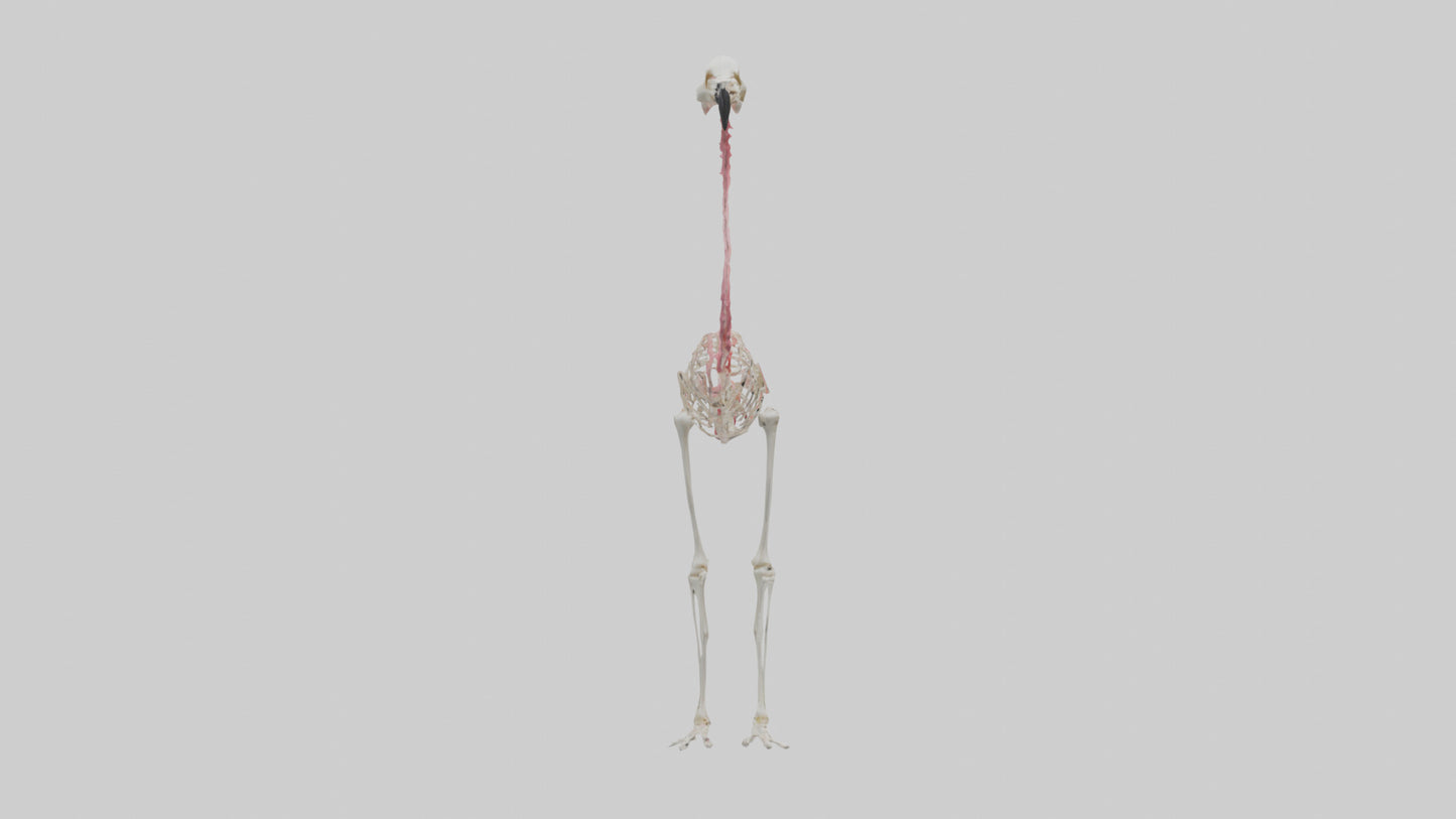 3D model Flamingo Skeleton model VR / AR / low-poly