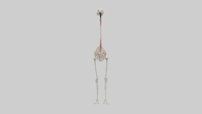3D model Flamingo Skeleton model VR / AR / low-poly