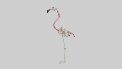 3D model Flamingo Skeleton model VR / AR / low-poly