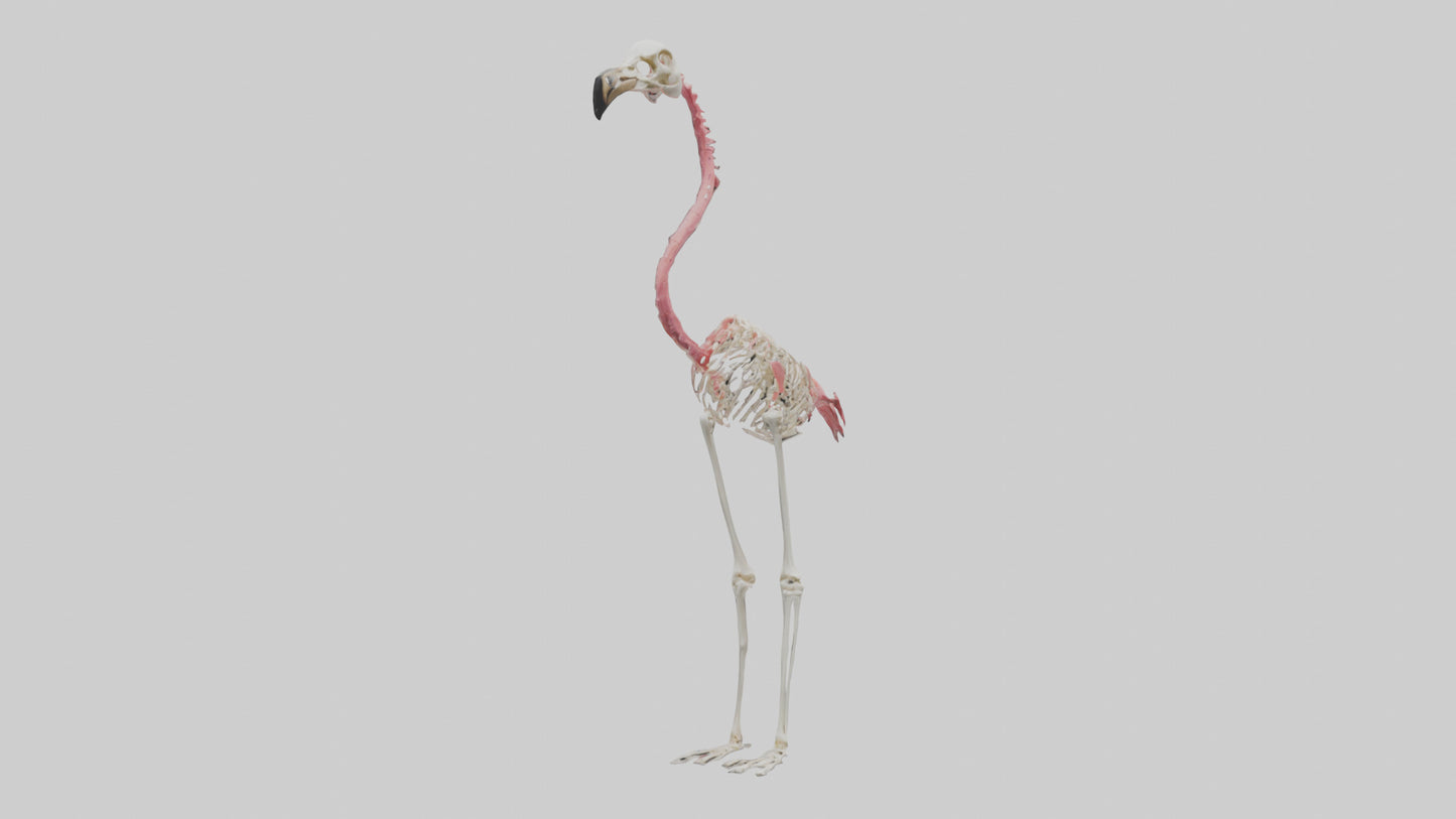 3D model Flamingo Skeleton model VR / AR / low-poly