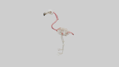 3D model Flamingo Skeleton model VR / AR / low-poly