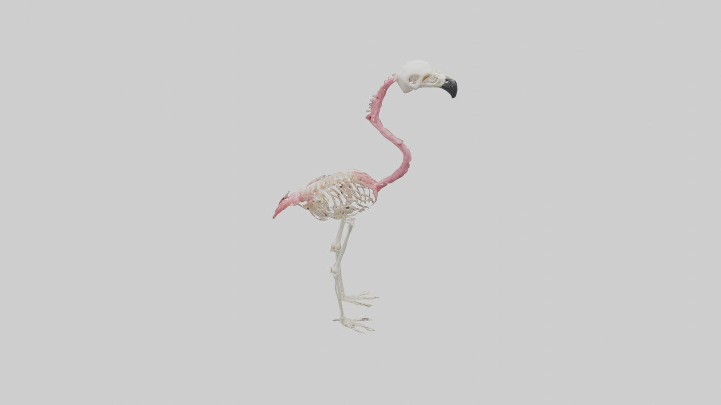 3D model Flamingo Skeleton model VR / AR / low-poly