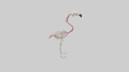 3D model Flamingo Skeleton model VR / AR / low-poly