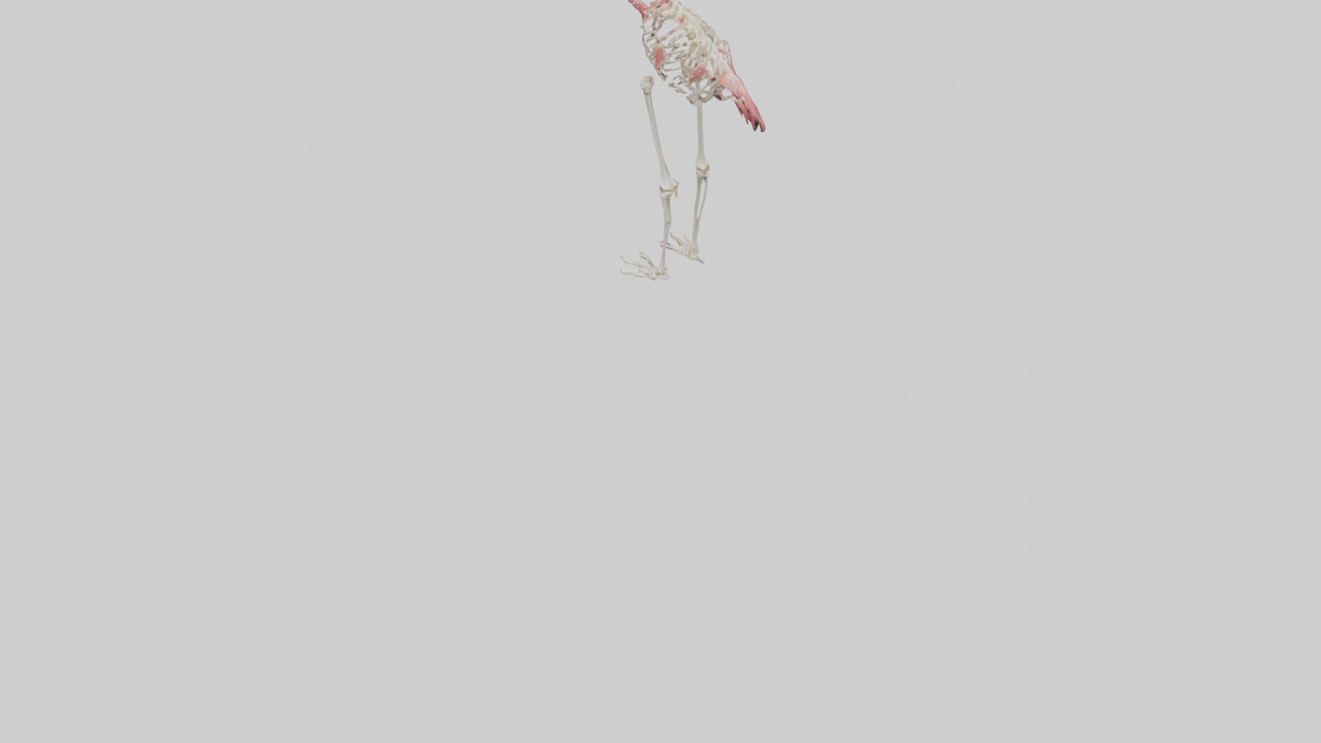 3D model Flamingo Skeleton model VR / AR / low-poly
