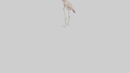 3D model Flamingo Skeleton model VR / AR / low-poly