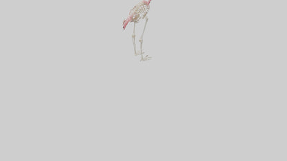 3D model Flamingo Skeleton model VR / AR / low-poly