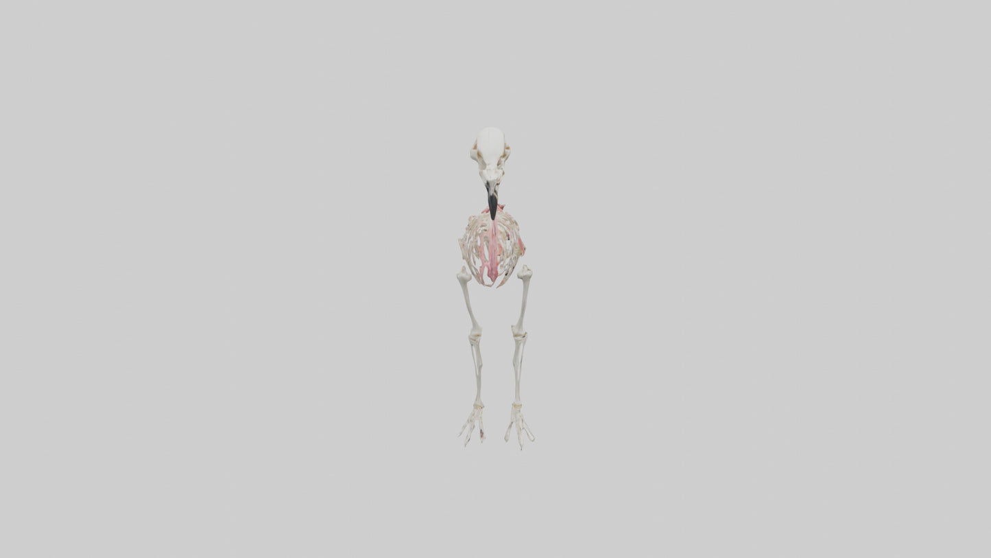 3D model Flamingo Skeleton model VR / AR / low-poly