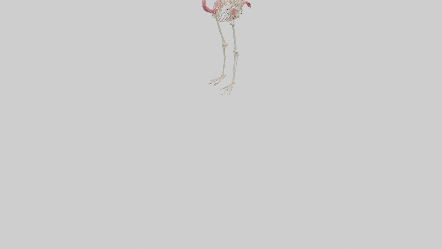 3D model Flamingo Skeleton model VR / AR / low-poly