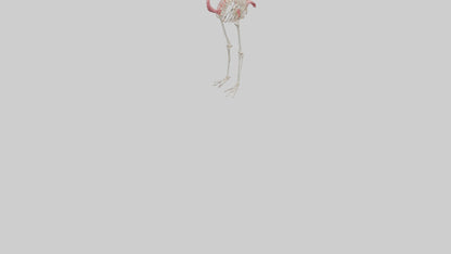 3D model Flamingo Skeleton model VR / AR / low-poly