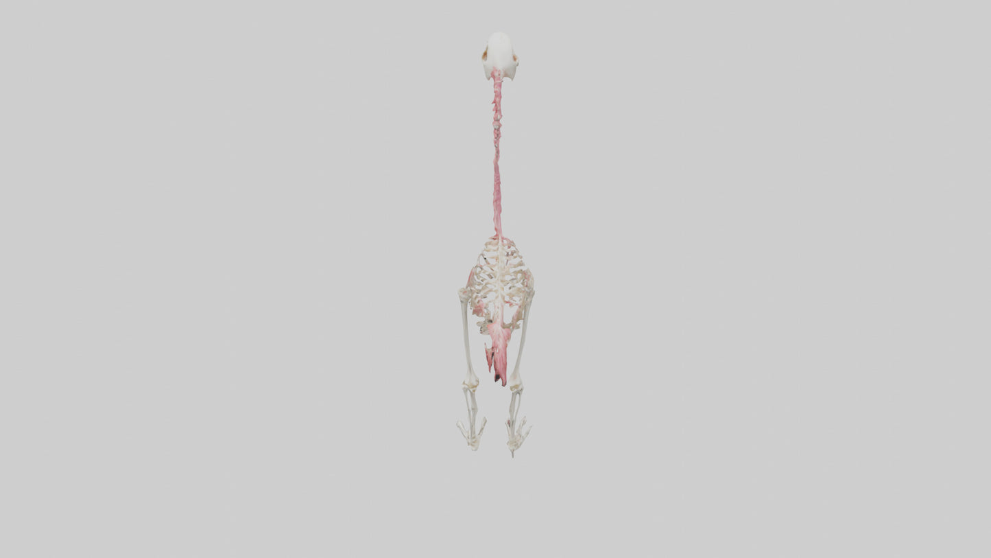 3D model Flamingo Skeleton model VR / AR / low-poly