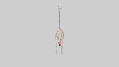 3D model Flamingo Skeleton model VR / AR / low-poly