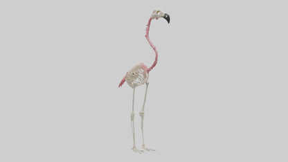 3D model Flamingo Skeleton model VR / AR / low-poly