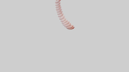 Flamingo Spine 3D model
