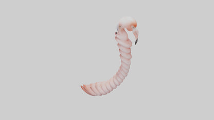 Flamingo Spine 3D model