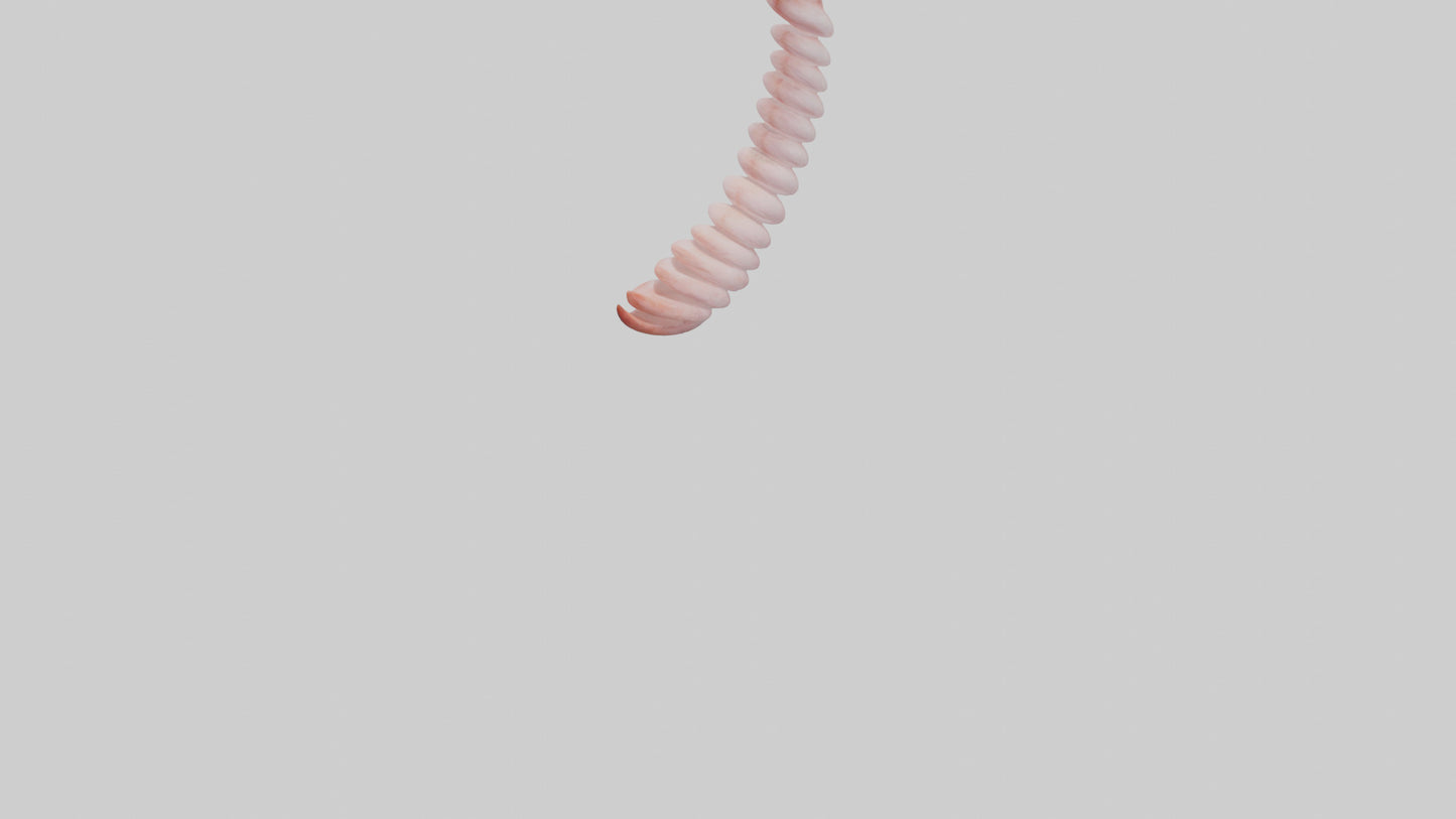 Flamingo Spine 3D model
