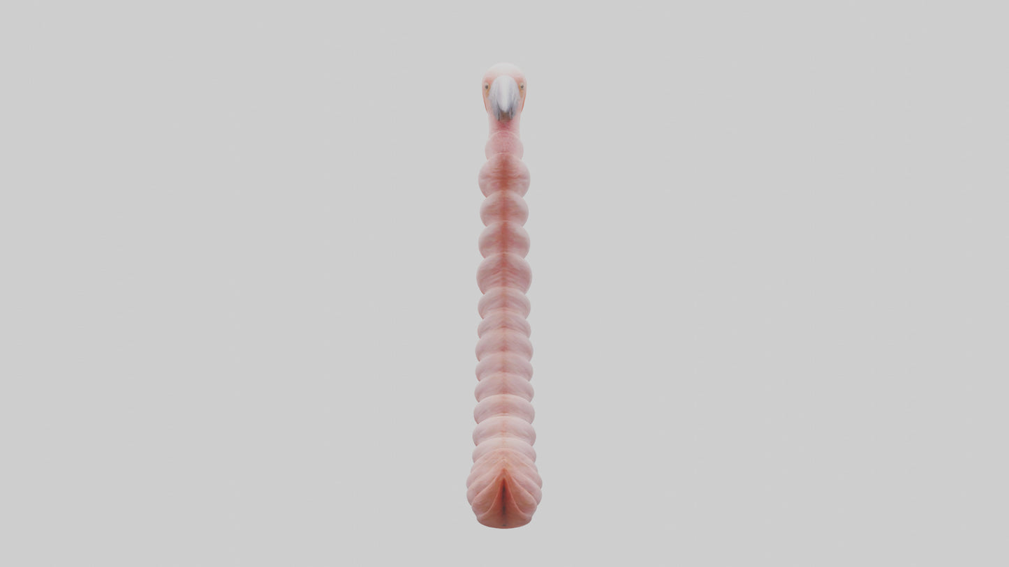 Flamingo Spine 3D model