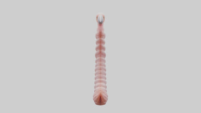 Flamingo Spine 3D model