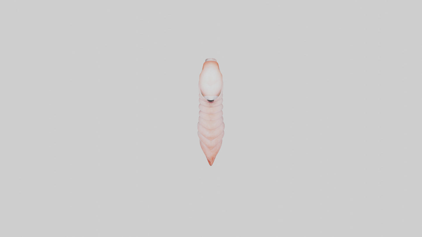 Flamingo Spine 3D model