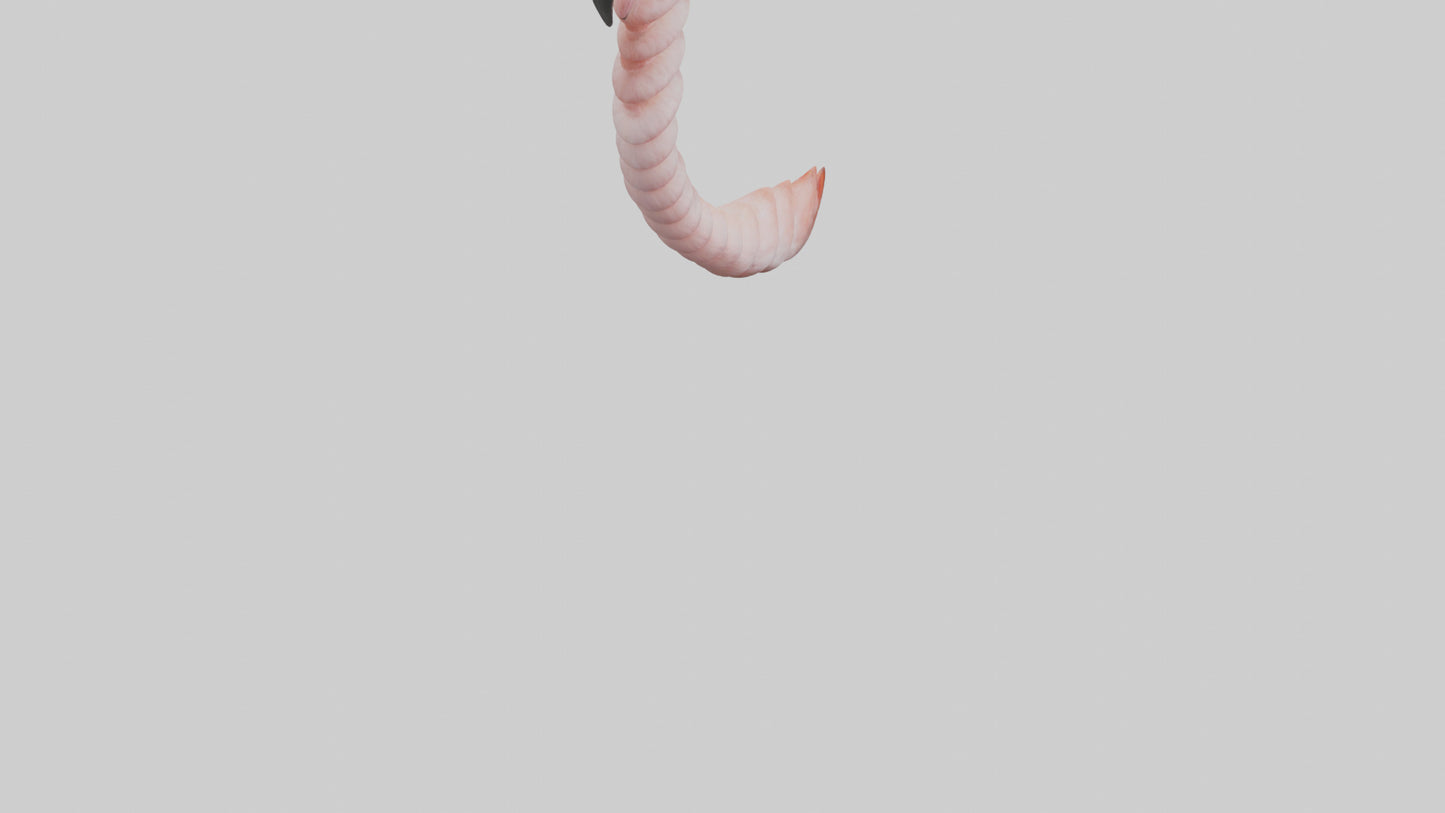 Flamingo Spine 3D model
