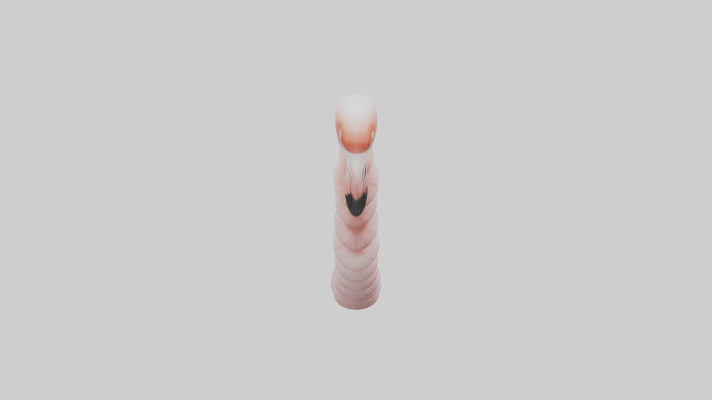 Flamingo Spine 3D model