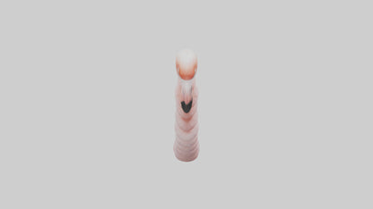 Flamingo Spine 3D model