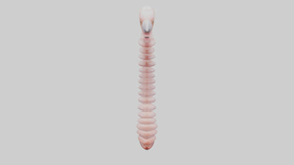 Flamingo Spine 3D model
