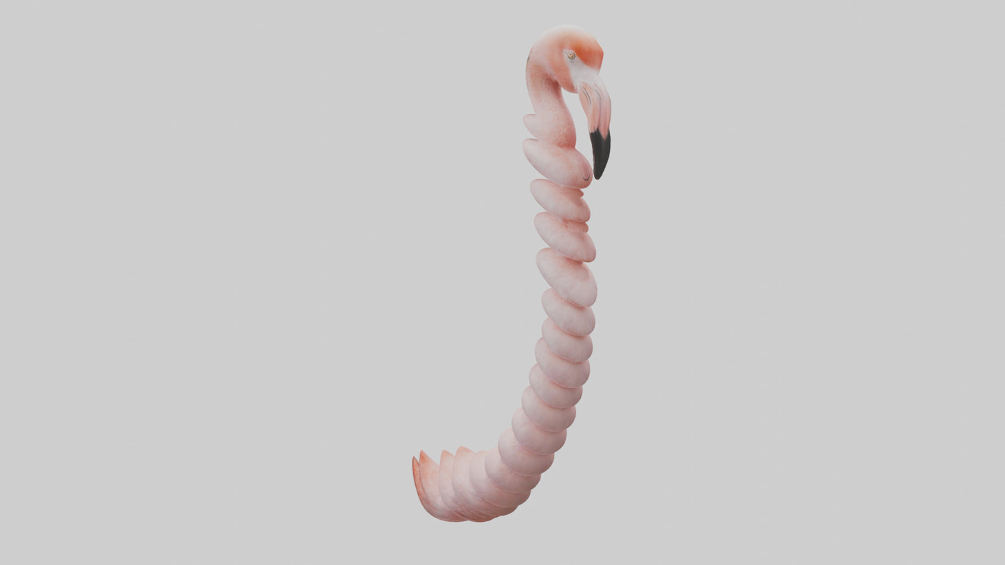 Flamingo Spine 3D model