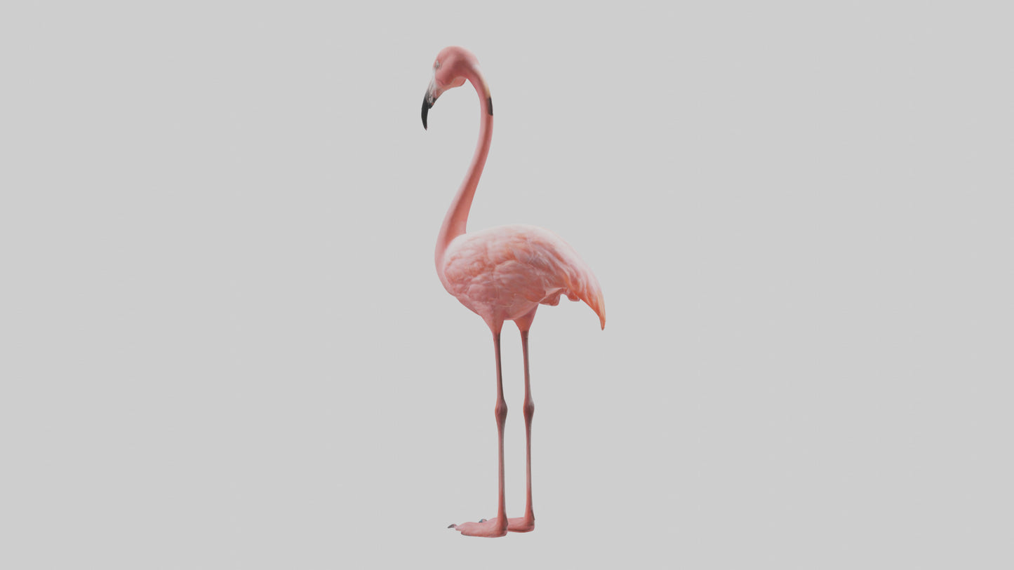 Flamingo standing on one leg model 3D model