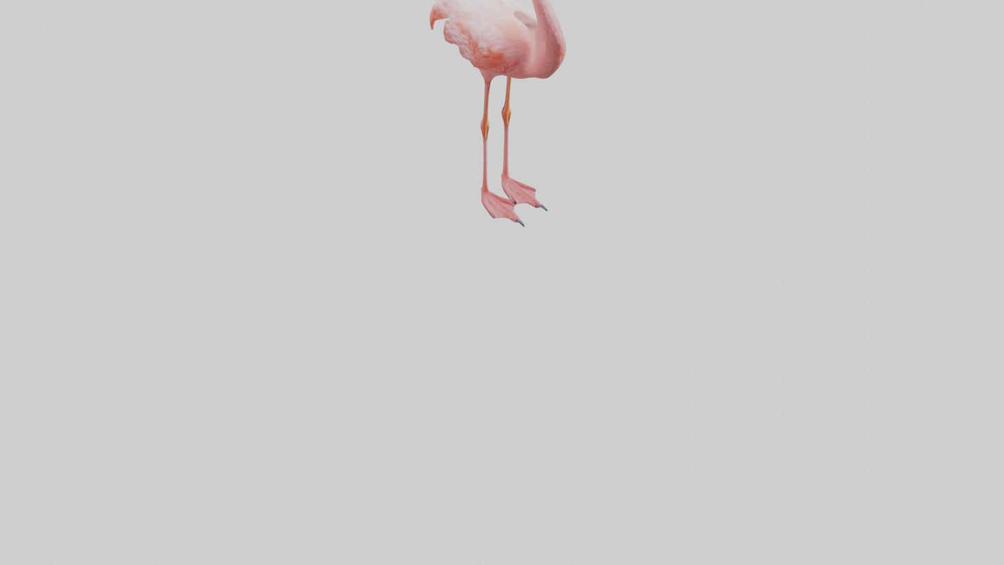 Flamingo standing on one leg model 3D model