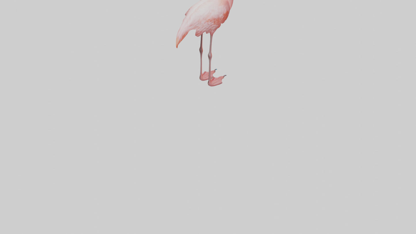 Flamingo standing on one leg model 3D model