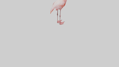 Flamingo standing on one leg model 3D model