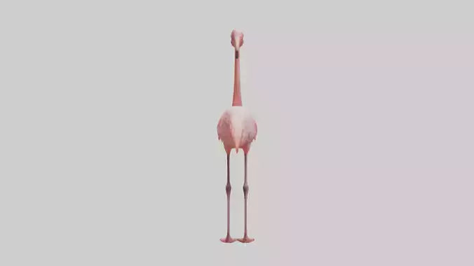 Flamingo standing on one leg model 3D model
