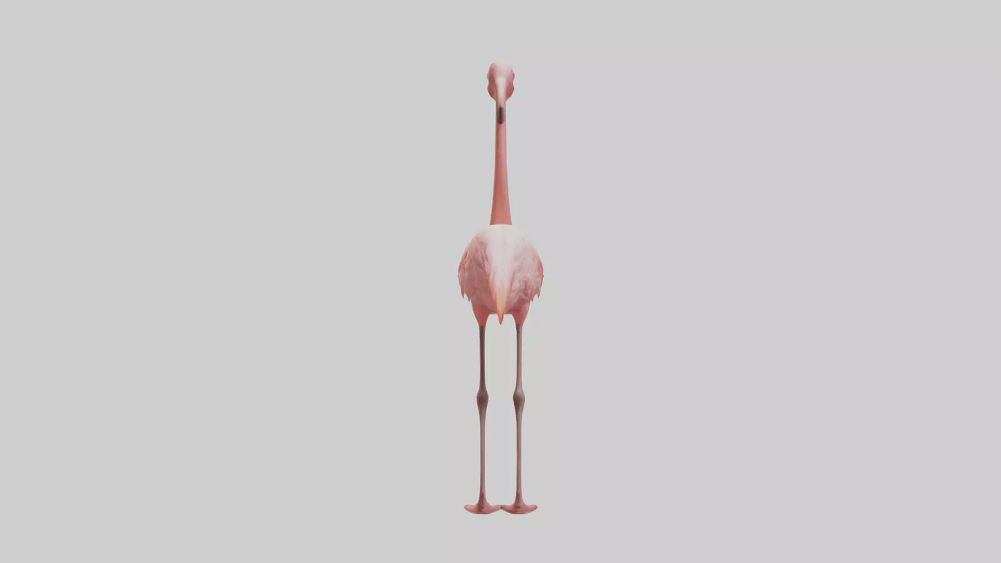 Flamingo standing on one leg model 3D model