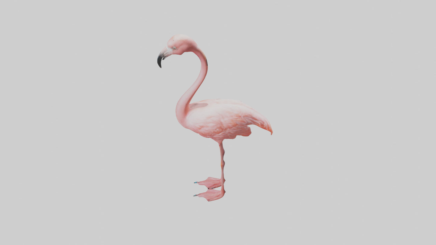 Flamingo standing on one leg model 3D model