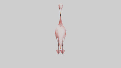 Flamingo standing on one leg model 3D model