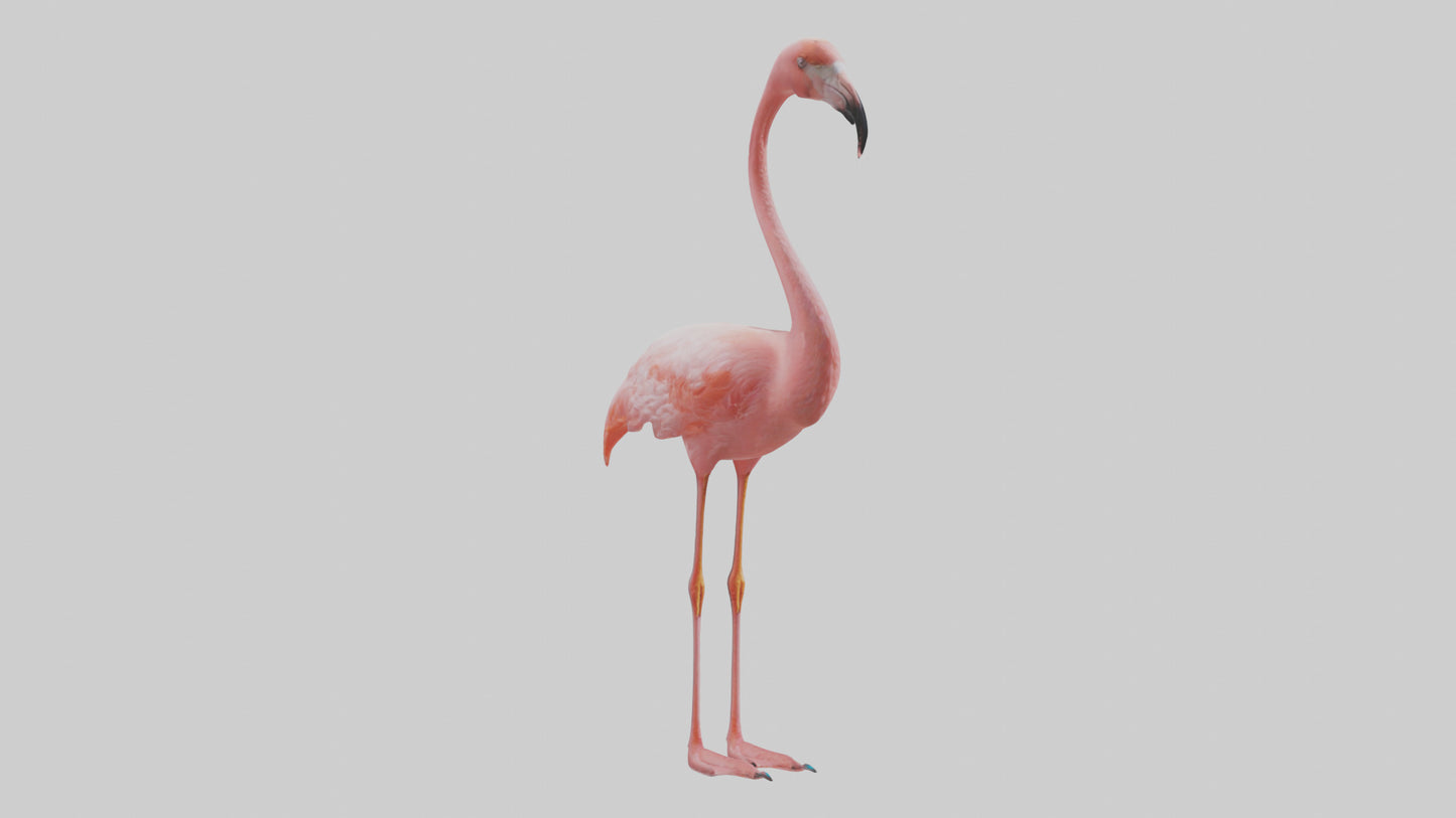 Flamingo standing on one leg model 3D model