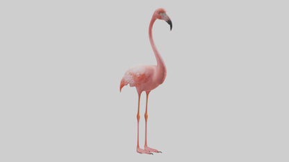 Flamingo standing on one leg model 3D model