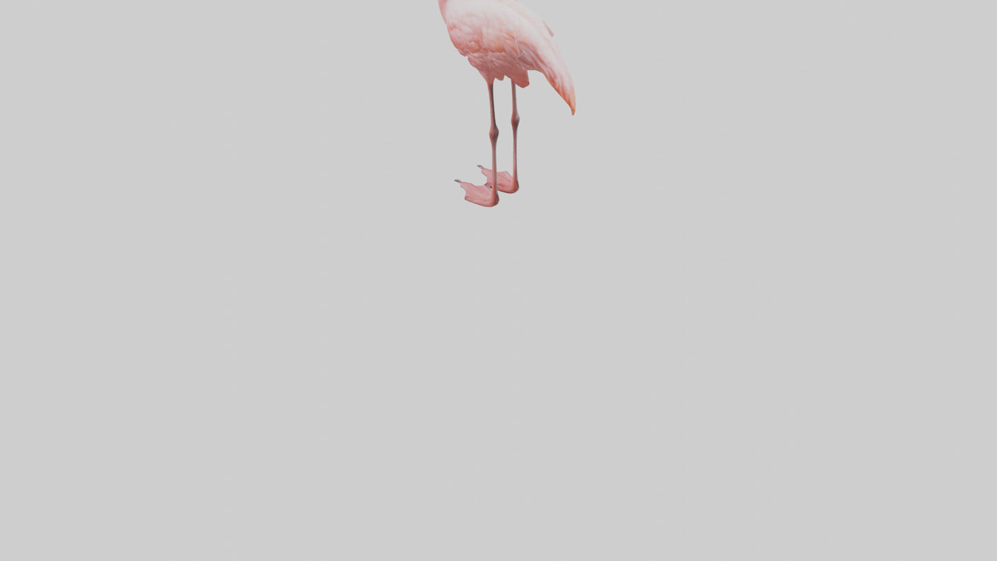 Flamingo standing on one leg model 3D model