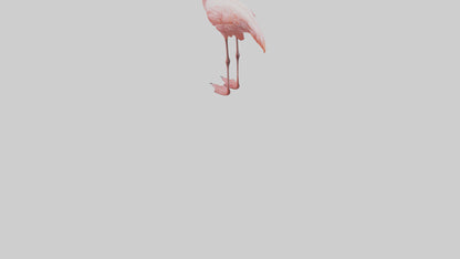 Flamingo standing on one leg model 3D model