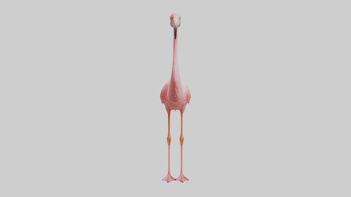 Flamingo standing on one leg model 3D model