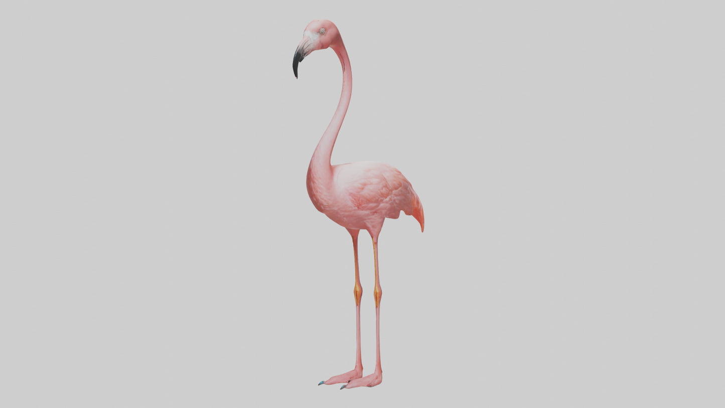 Flamingo standing on one leg model 3D model