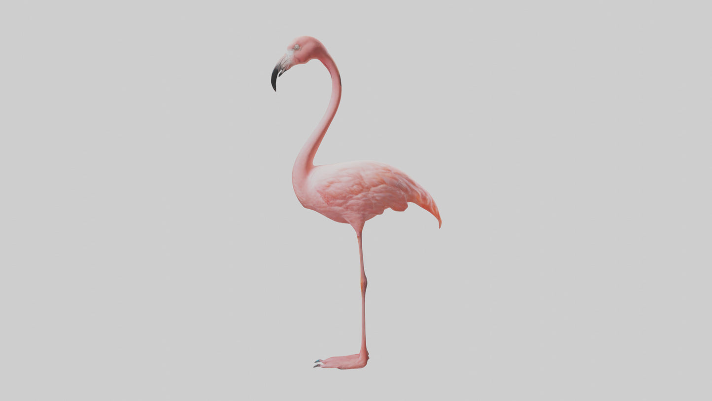 Flamingo standing on one leg model 3D model